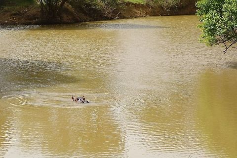Peekaboo Pendjari NP, Benin. Feb 20, 2014. Benin,Geotagged,Hippopotamus,Hippopotamus amphibius,Winter