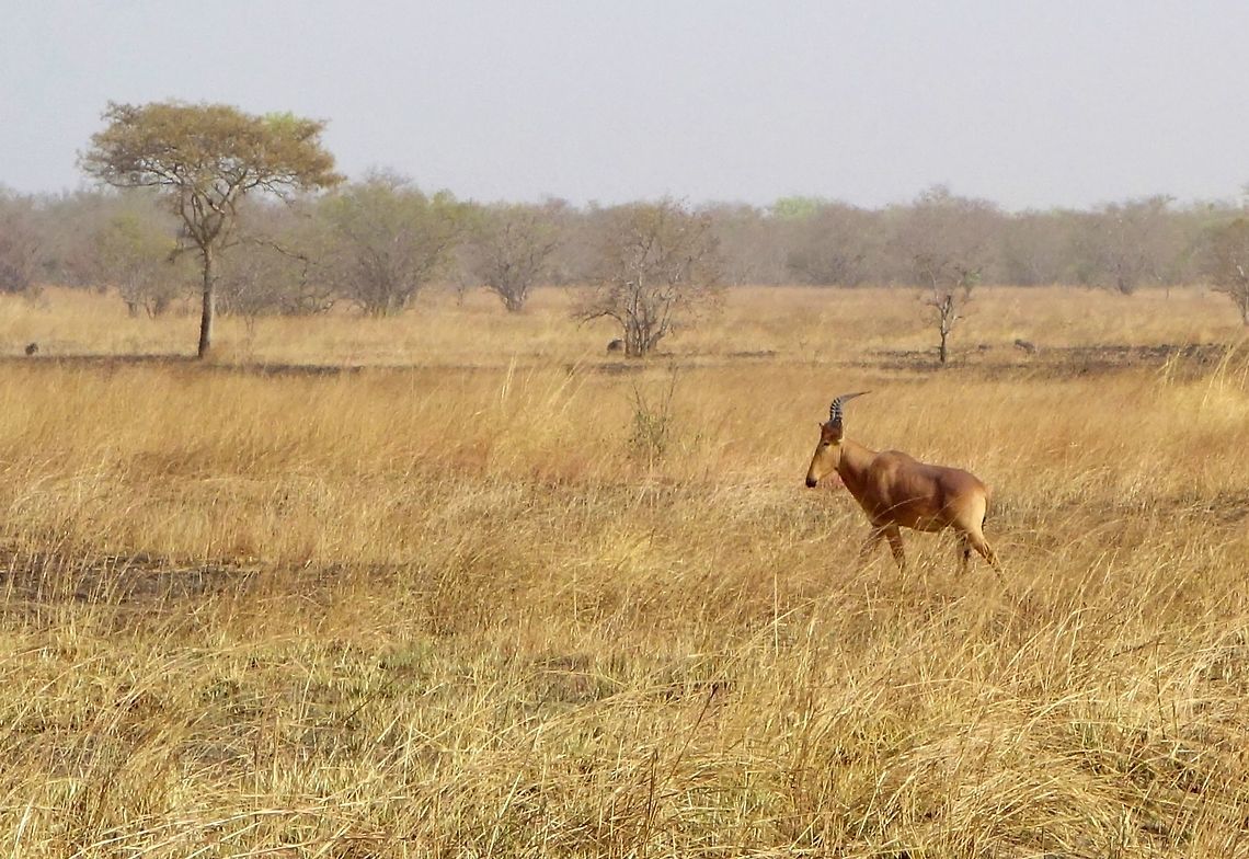 Hartebeest (Alcelaphus buselaphus subsp. major) Pendjari NP, Benin. Feb 20, 2014. Alcelaphus buselaphus,Alcelaphus buselaphus major,Benin,Geotagged,Hartebeest,Western hartebeest,Winter