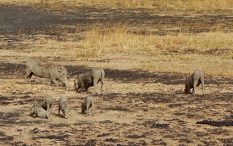 Warthog (Phacochoerus africanus) family foraging Pendjari NP, Benin. Feb 20, 2014. Benin,Geotagged,Phacochoerus africanus,Warthog,Winter