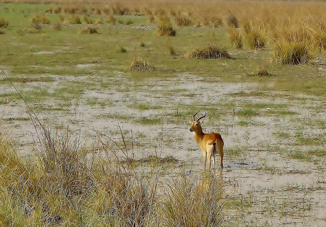 Kob (Kobus kob) getting its feet wet. Pendjari NP, Benin. Feb 20, 2014. Benin,Geotagged,Kob,Kobus kob,Winter