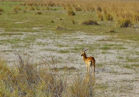 Kob (Kobus kob) getting its feet wet. Pendjari NP, Benin. Feb 20, 2014. Benin,Geotagged,Kob,Kobus kob,Winter