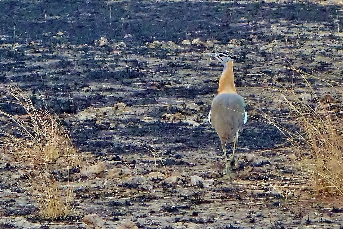 Denham's bustard (Neotis denhami) Pendjari NP, Benin. Feb 20, 2014. Benin,Denham's bustard,Geotagged,Neotis denhami,Winter