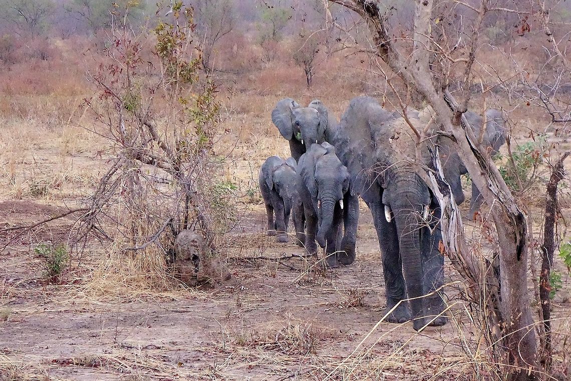 A family of African elephants (Loxodonta africana) Pendjari NP, Benin. Feb 20, 2014. African bush elephant,Benin,Geotagged,Loxodonta africana,Winter