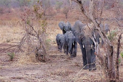 A family of African elephants (Loxodonta africana) Pendjari NP, Benin. Feb 20, 2014. African bush elephant,Benin,Geotagged,Loxodonta africana,Winter
