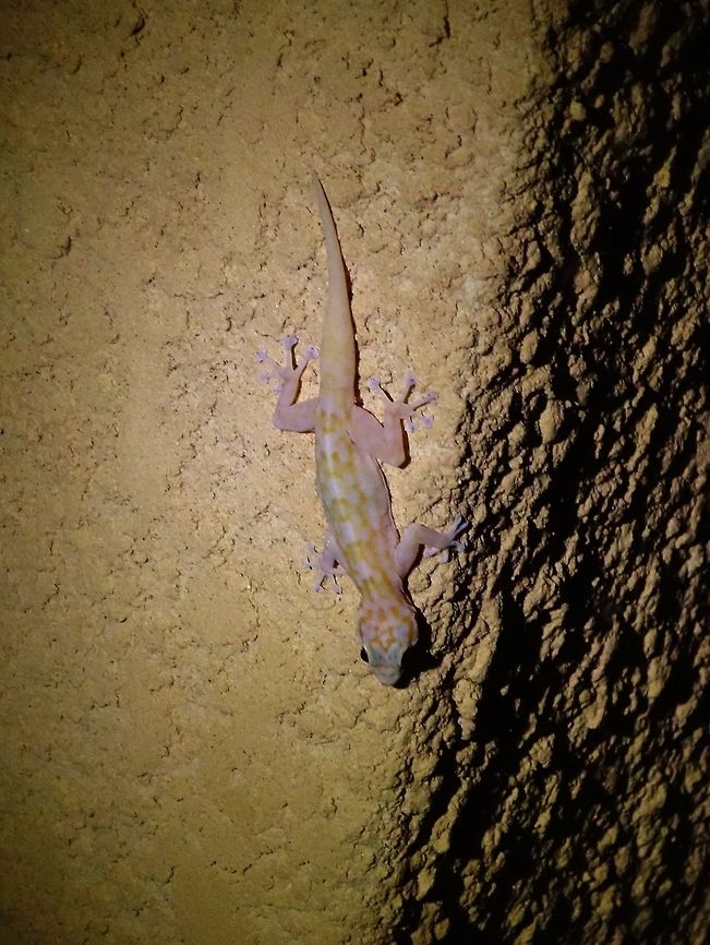 Unidentified Gekkonidae 1 Parc du W, Niger. Feb 21, 2014. Geotagged,Niger,Winter
