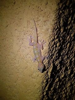 Unidentified Gekkonidae 1 Parc du W, Niger. Feb 21, 2014. Geotagged,Niger,Winter