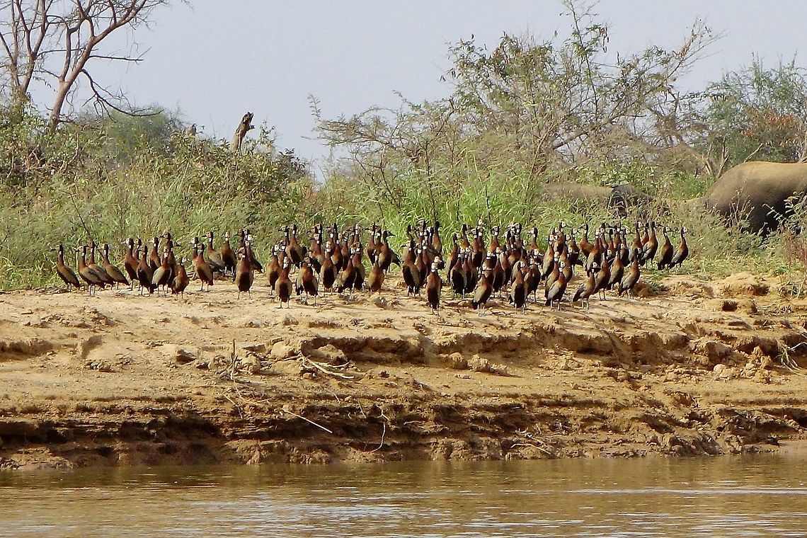 White-faced Whistling Ducks (Dendrocygna viduata) Parc du W, Niger. Feb 22, 2014. Dendrocygna viduata,Geotagged,Niger,White-faced Whistling Duck,Winter