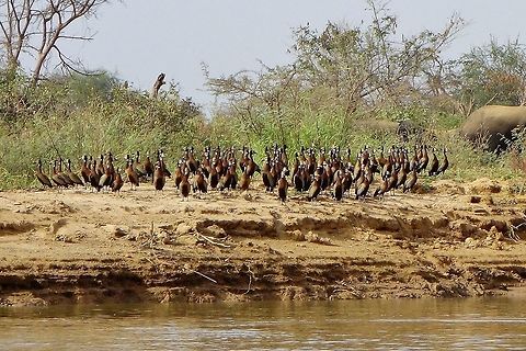 White-faced Whistling Ducks (Dendrocygna viduata) Parc du W, Niger. Feb 22, 2014. Dendrocygna viduata,Geotagged,Niger,White-faced Whistling Duck,Winter