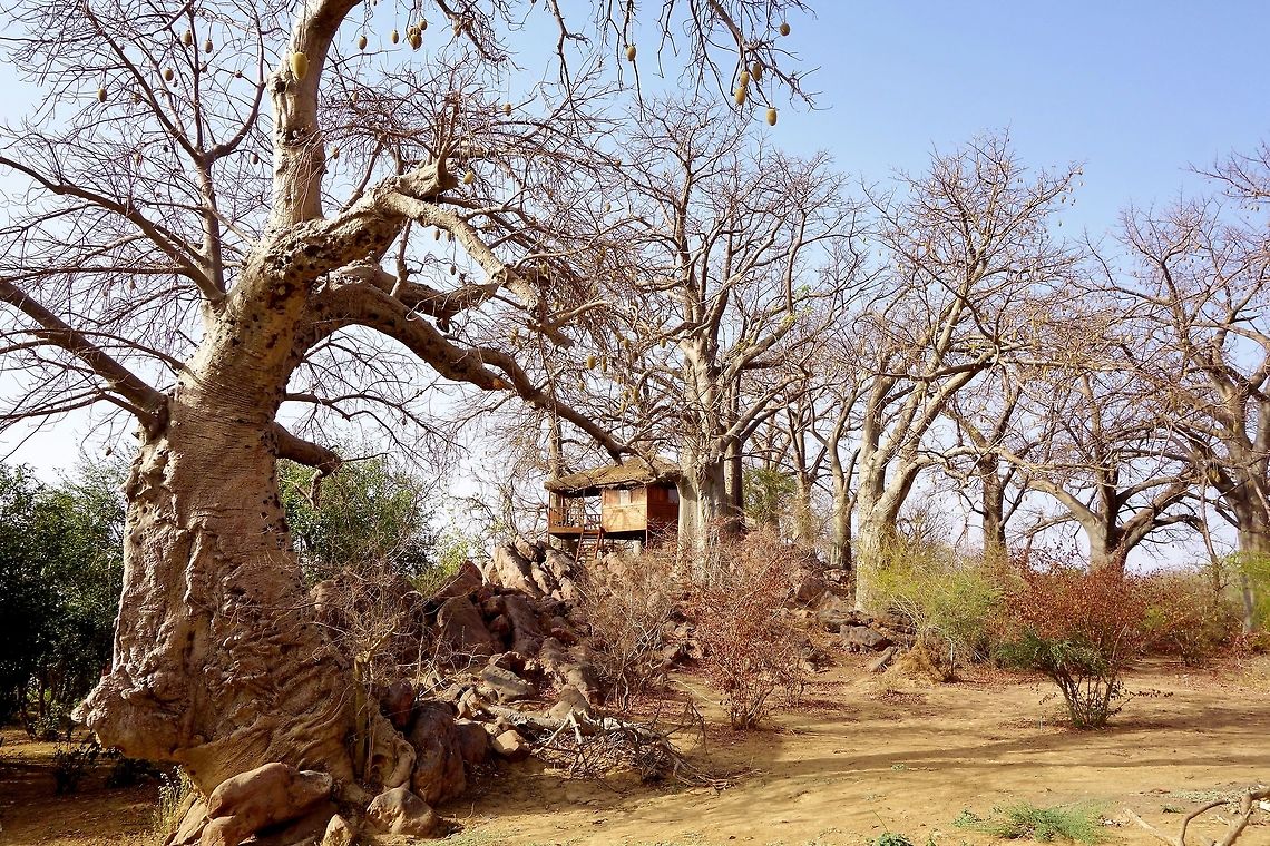 African baobab (Adansonia digitata) Ile aux lamantins. Parc du W, Niger. Feb 22, 2014. Adansonia digitata,Dead-rat tree,Geotagged,Niger,Winter