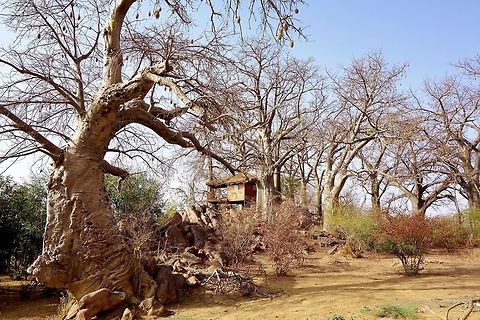 African baobab (Adansonia digitata) Ile aux lamantins. Parc du W, Niger. Feb 22, 2014. Adansonia digitata,Dead-rat tree,Geotagged,Niger,Winter