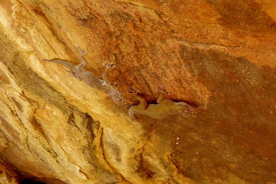 Unidentified Gekkonidae 2 Parc du W, Niger. Feb 22, 2014. Geotagged,Niger,Winter