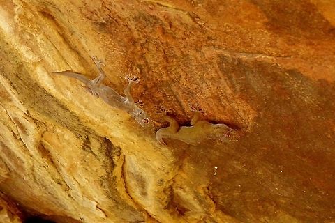 Unidentified Gekkonidae 2 Parc du W, Niger. Feb 22, 2014. Geotagged,Niger,Winter