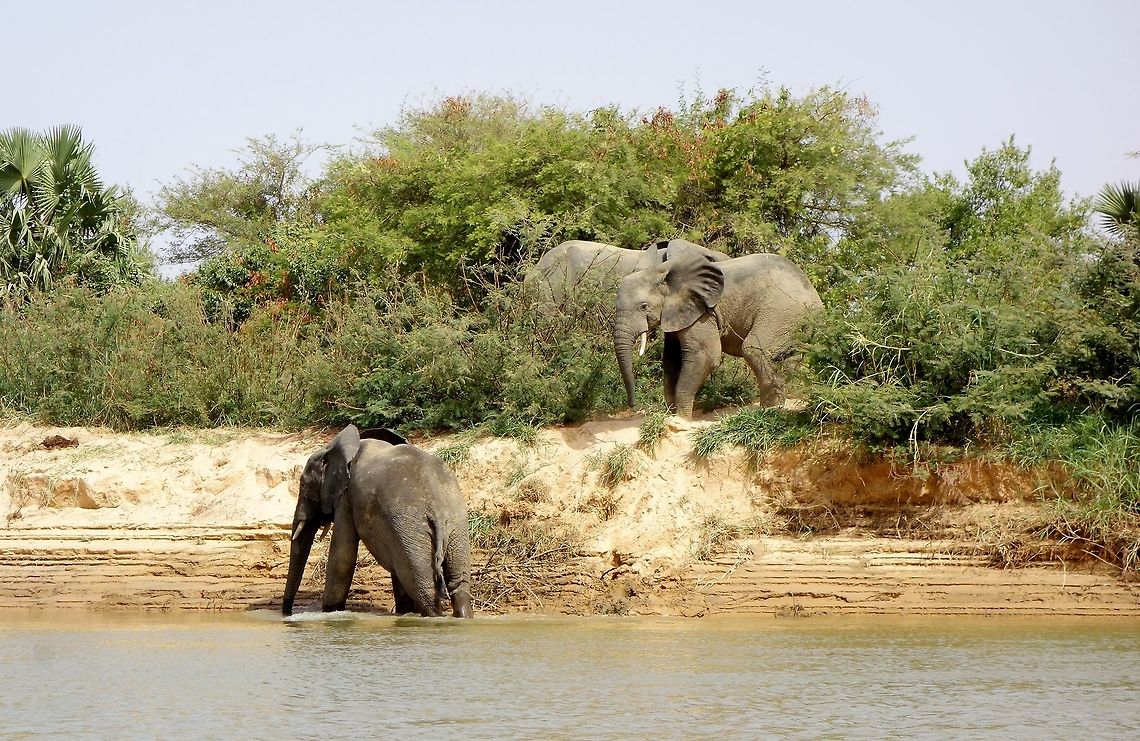 Elephants by the river Niger, in Niger Parc du W, Niger. Feb 22, 2014. African bush elephant,Geotagged,Loxodonta africana,Niger,Winter