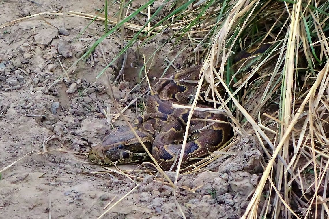 African rock python (Python sebae) Parc du W, Niger. Feb 22, 2014. African rock python,Geotagged,Niger,Python sebae,Winter