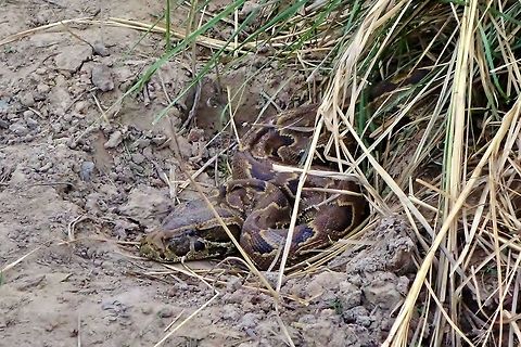 African rock python (Python sebae) Parc du W, Niger. Feb 22, 2014. African rock python,Geotagged,Niger,Python sebae,Winter