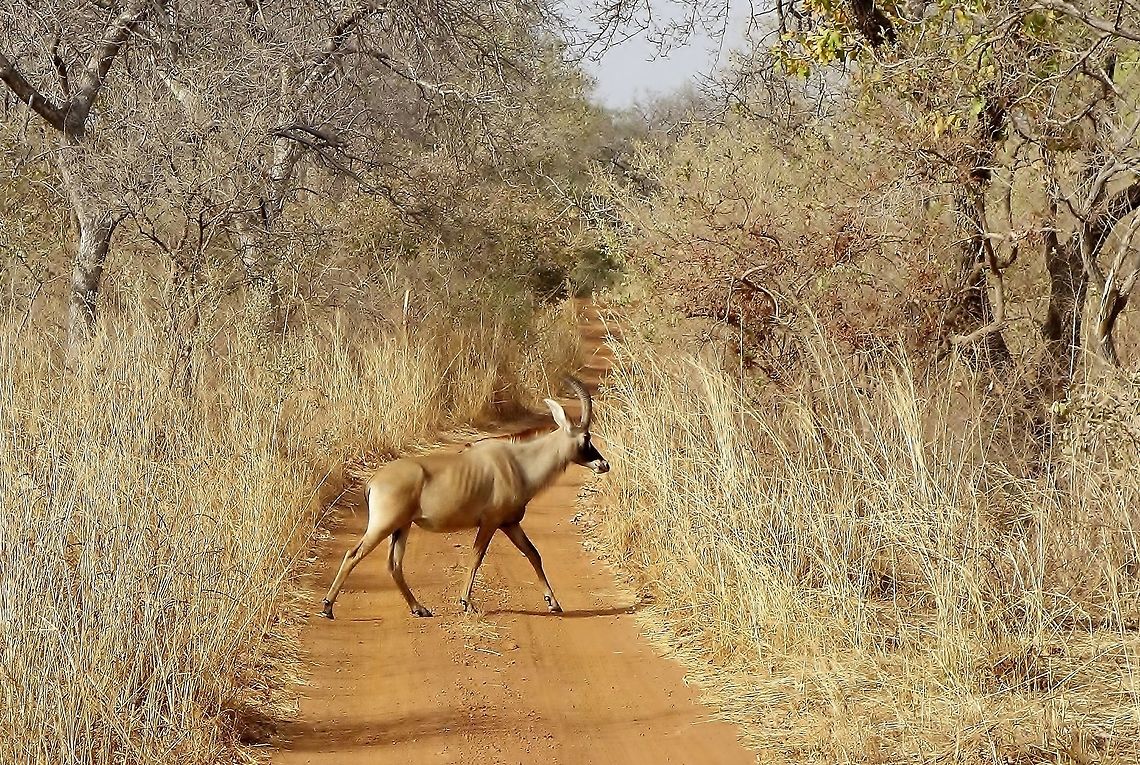 Roan antelope (Hippotragus equinus) Parc du W, Burkina Faso. Feb 23, 2014. Burkina Faso,Geotagged,Hippotragus equinus,Roan antelope,Winter