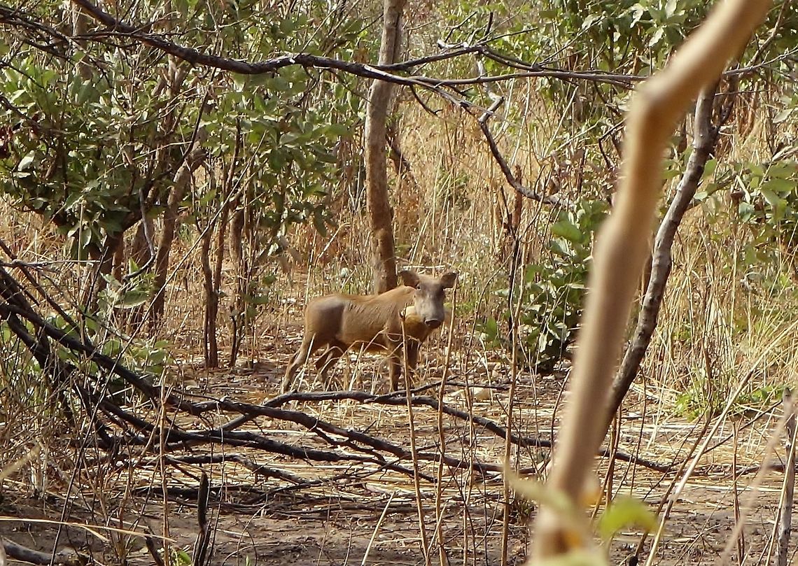 Little warthog (Phacochoerus africanus) Parc du W, Burkina Faso. Feb 23, 2014. Burkina Faso,Geotagged,Phacochoerus africanus,Warthog,Winter