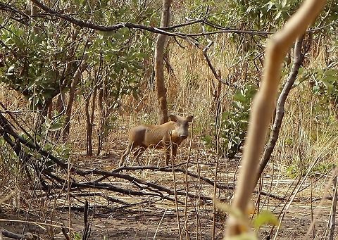 Little warthog (Phacochoerus africanus) Parc du W, Burkina Faso. Feb 23, 2014. Burkina Faso,Geotagged,Phacochoerus africanus,Warthog,Winter