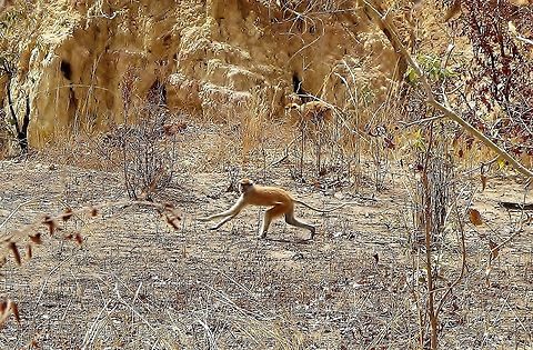 Patas monkey (Erythrocebus patas) on the run Parc du W, Burkina Faso. Feb 23, 2014. Burkina Faso,Erythrocebus patas,Geotagged,Patas monkey,Winter