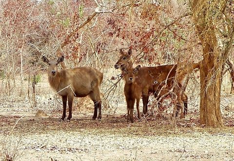 Waterbuck family (Kobus ellipsiprymnus) Parc du W, Burkina Faso. Feb 23, 2014. Burkina Faso,Geotagged,Kobus ellipsiprymnus,Waterbuck,Winter