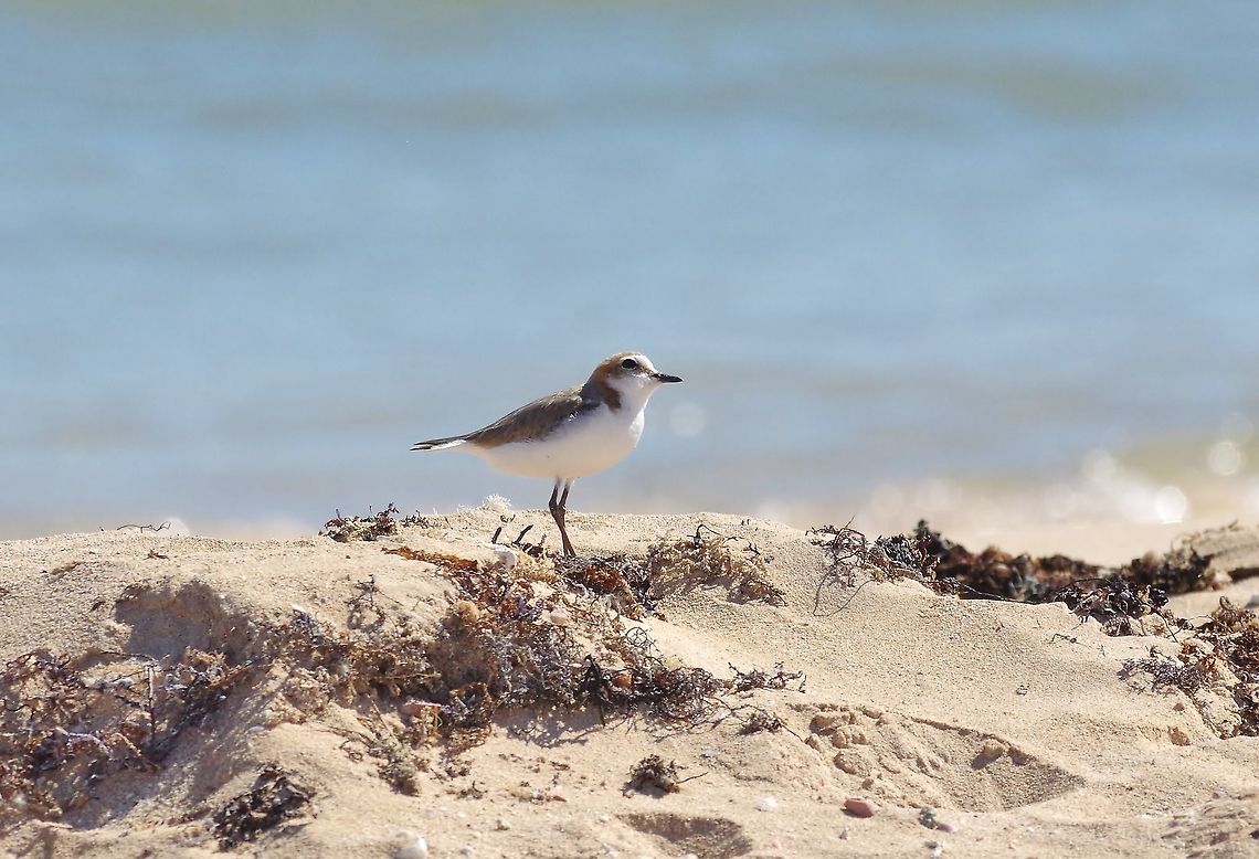 Red-capped plover (Charadrius ruficapillus) Cape Range NP, Australia. 7/30/2015 Australia,Charadrius ruficapillus,Geotagged,Red-capped plover,Winter