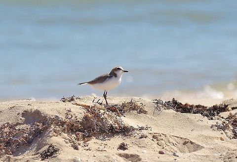 Red-capped plover (Charadrius ruficapillus) Cape Range NP, Australia. 7/30/2015 Australia,Charadrius ruficapillus,Geotagged,Red-capped plover,Winter