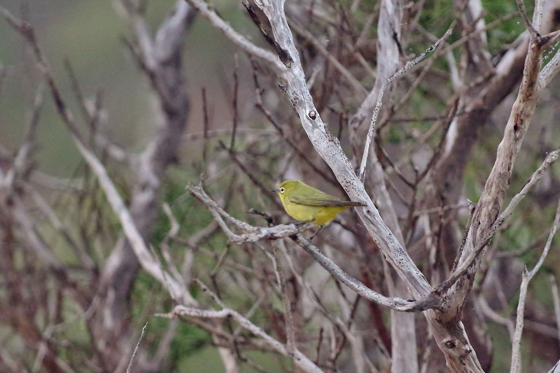 Canary white-eye (Zosterops luteus) New Beach, WA, Australia. 7/31/2015. Australia,Canary white-eye,Geotagged,Winter,Zosterops luteus