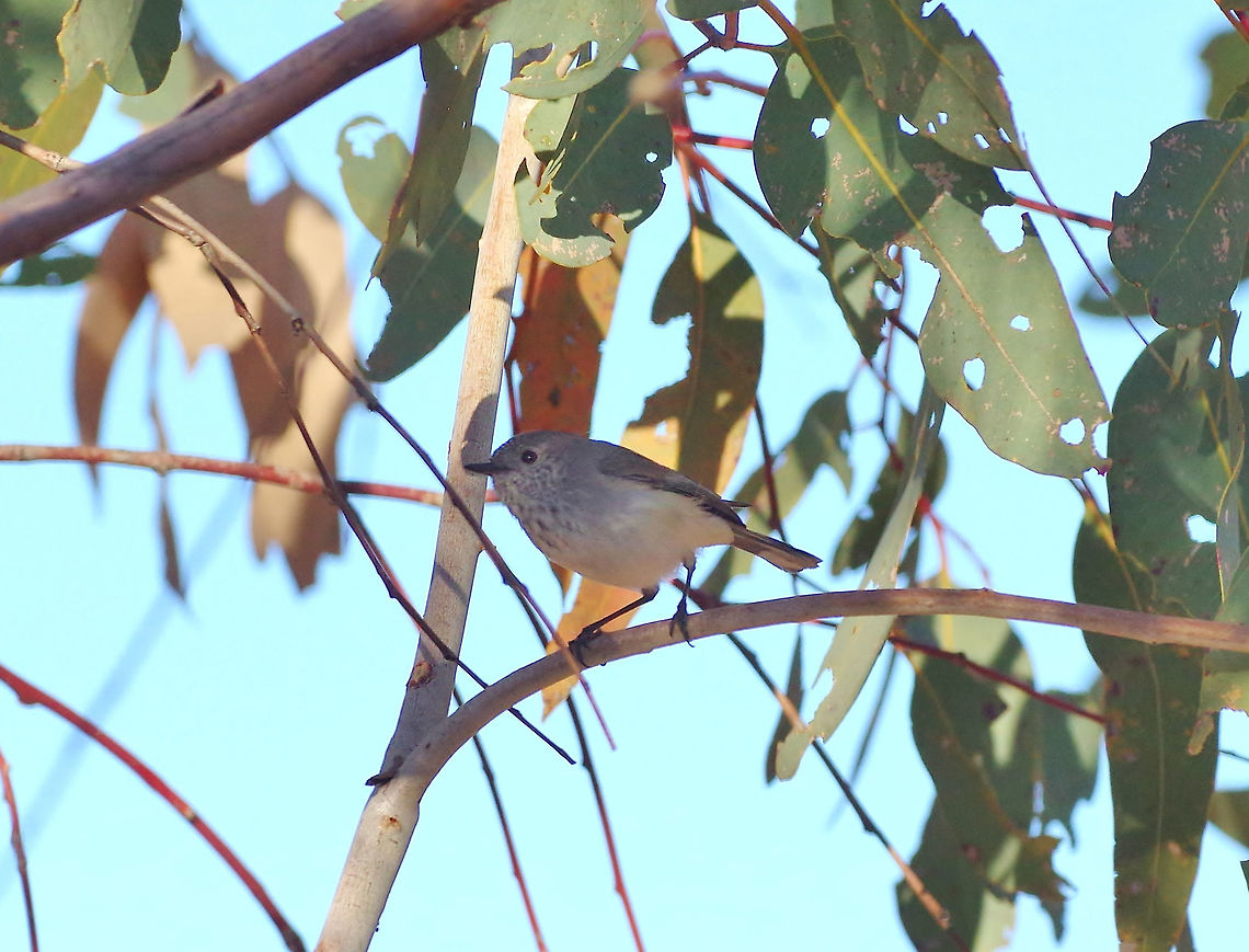 Inland thornbill (Acanthiza apicalis) West MacDonnell NP, Australia. 8/4/2015. Acanthiza apicalis,Australia,Geotagged,Inland thornbill,Winter