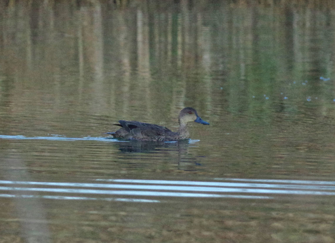 Grey teal (Anas gracilis) Glen Helen Gorge, West MacDonnell NP, Australia. 8/5/2015 Anas gracilis,Australia,Geotagged,Grey teal,Winter