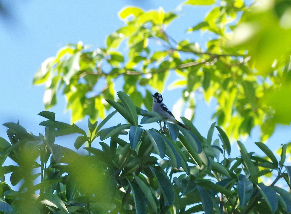 White-eared monarch (Carterornis leucotis) Thala Beach Nature Reserve, QLD, Australia. 8/7/2015 Australia,Carterornis leucotis,Geotagged,White-eared monarch,Winter