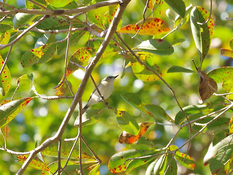 Large-billed gerygone (Gerygone magnirostris) Thala Beach Nature Reserve, QLD, Australia. 8/7/2015 Australia,Geotagged,Gerygone magnirostris,Large-billed gerygone,Winter