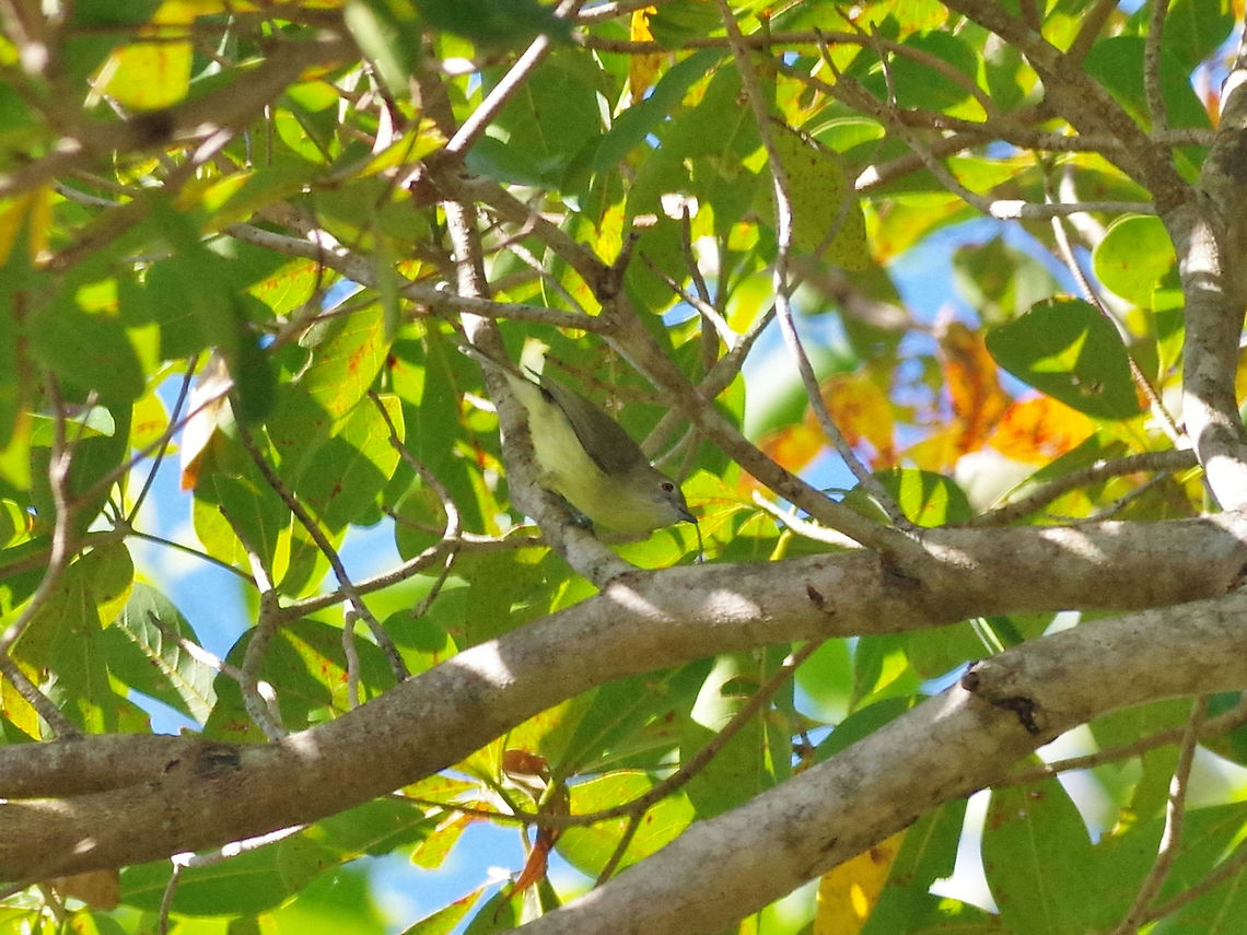 Fairy gerygone (Gerygone palpebrosa) Thala Beach Nature Reserve, QLD, Australia. 8/7/2015 Australia,Fairy gerygone,Geotagged,Gerygone palpebrosa,Winter