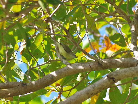 Fairy gerygone (Gerygone palpebrosa) Thala Beach Nature Reserve, QLD, Australia. 8/7/2015 Australia,Fairy gerygone,Geotagged,Gerygone palpebrosa,Winter