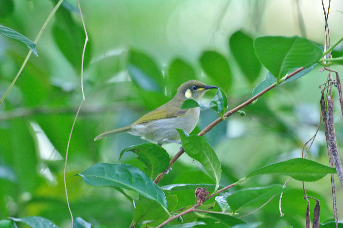 Graceful honeyeater (Meliphaga gracilis) Daintree, QLD, Australia. 8/8/2015 Australia,Geotagged,Graceful honeyeater,Meliphaga gracilis,Winter