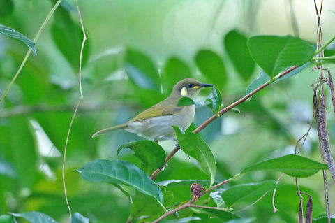 Graceful honeyeater (Meliphaga gracilis) Daintree, QLD, Australia. 8/8/2015 Australia,Geotagged,Graceful honeyeater,Meliphaga gracilis,Winter