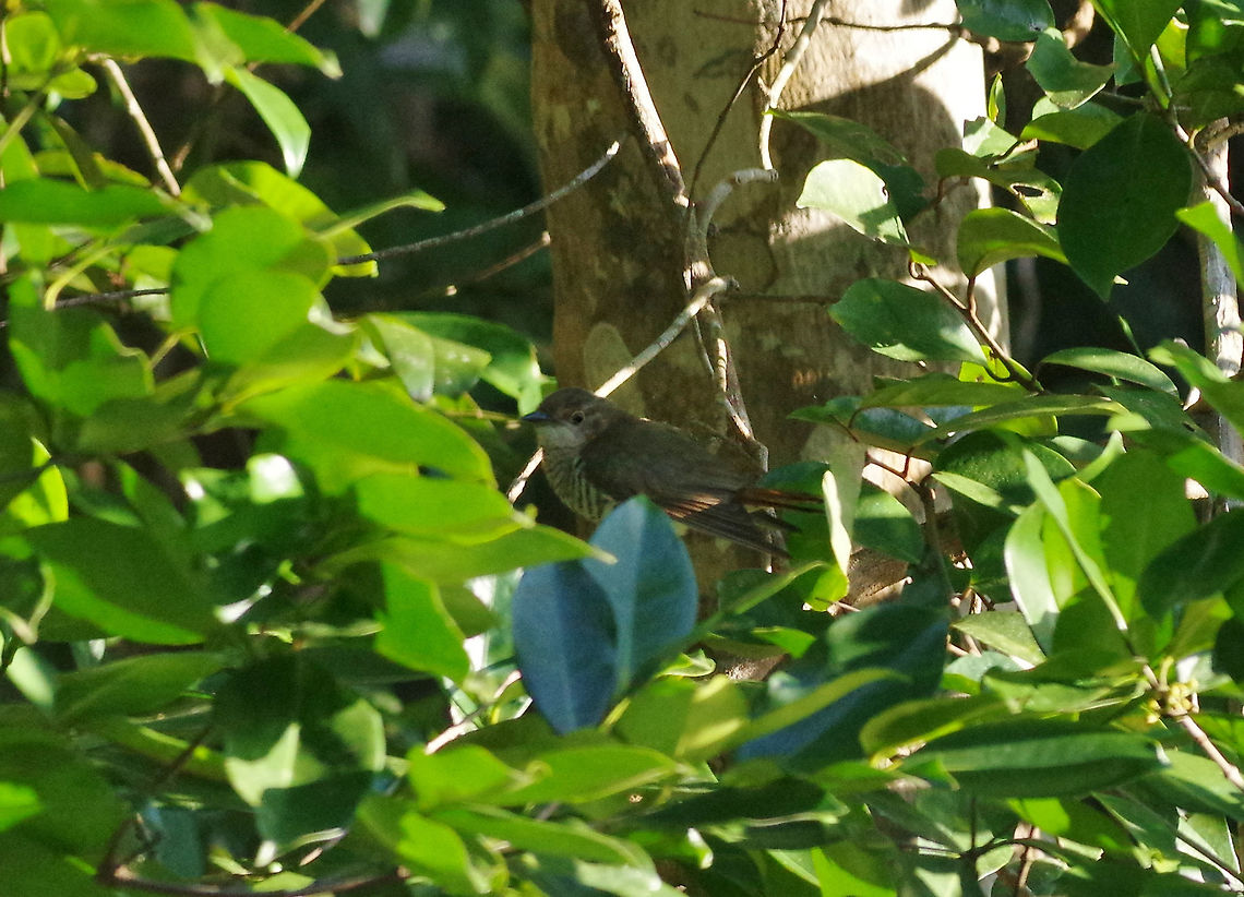 Horsfield's bronze cuckoo (Chrysococcyx basalis) Daintree River, QLD, Australia. 8/9/2015 Australia,Chrysococcyx basalis,Geotagged,Horsfield's bronze cuckoo,Winter