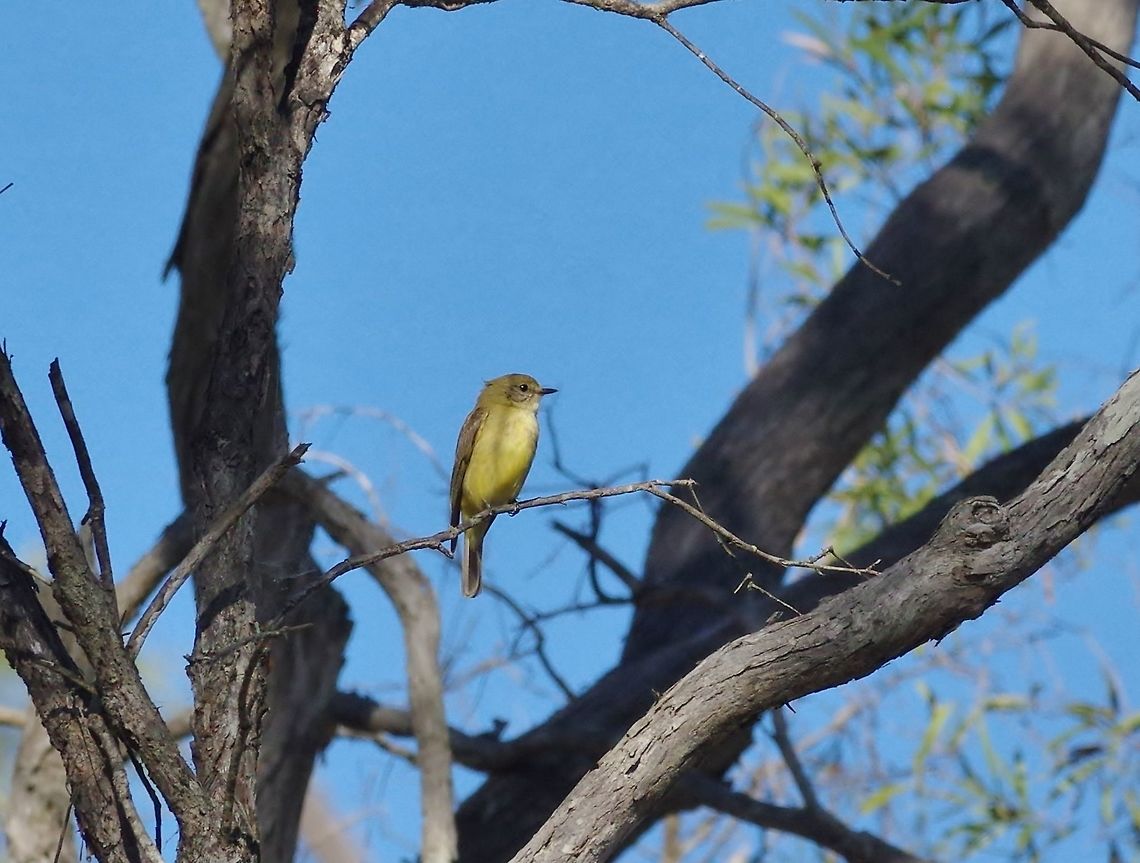 Lemon-bellied flyrobin (Microeca flavigaster) Mareeba Wetlands NR, QLD, Australia. 8/9/2015 Australia,Geotagged,Lemon-bellied flyrobin,Microeca flavigaster,Winter