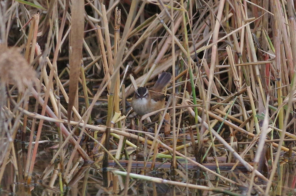 Moustached warbler (Acrocephalus melanopogon) Etang du M&eacute;jean, France. 14 Dec 2016 Acrocephalus melanopogon,Fall,France,Geotagged,Moustached warbler