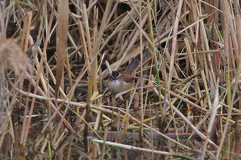 Moustached warbler (Acrocephalus melanopogon) Etang du Méjean, France. 14 Dec 2016 Acrocephalus melanopogon,Fall,France,Geotagged,Moustached warbler