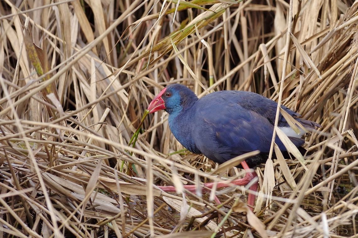 Western swamphen (Porphyrio porphyrio) Etang du M&eacute;jean, France. 14 Dec 2016 Fall,France,Geotagged,Porphyrio porphyrio,Western swamphen