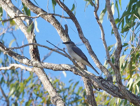 White-bellied cuckooshrike (Coracina papuensis) Mareeba Wetlands Reserve, Australia. Aug 9, 2015. Australia,Coracina papuensis,Geotagged,White-bellied cuckooshrike,Winter