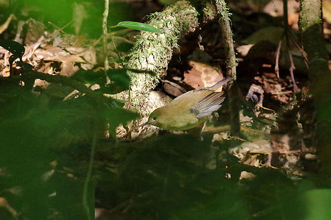 Atherton scrubwren (Sericornis keri) Mount Hypipamee NP, Australia. Aug 10, 2105. Atherton scrubwren,Australia,Geotagged,Sericornis keri,Winter
