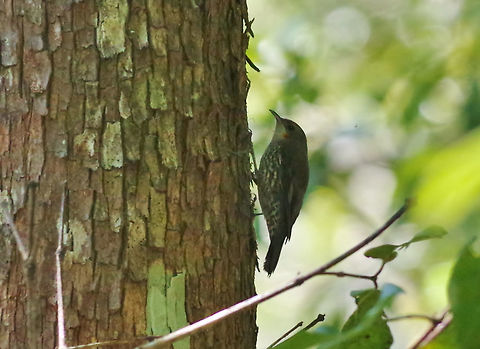 White-throated treecreeper (Cormobates leucophaea) Mount Hypipamee NP, Australia. Aug 10, 2015. Australia,Cormobates leucophaea,Geotagged,White-throated treecreeper,Winter
