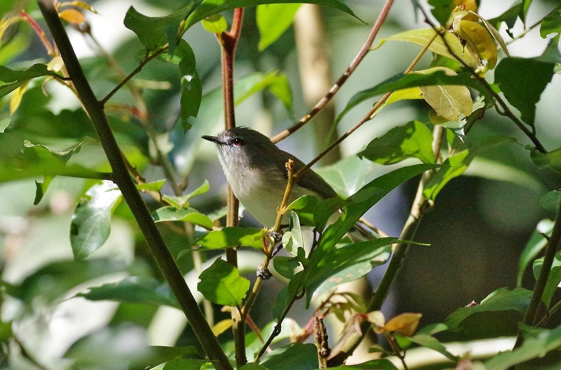Brown gerygone (Gerygone mouki) Curtain Fig Tree NP, Australia. Aug 10, 2015. Australia,Brown gerygone,Geotagged,Gerygone mouki,Winter