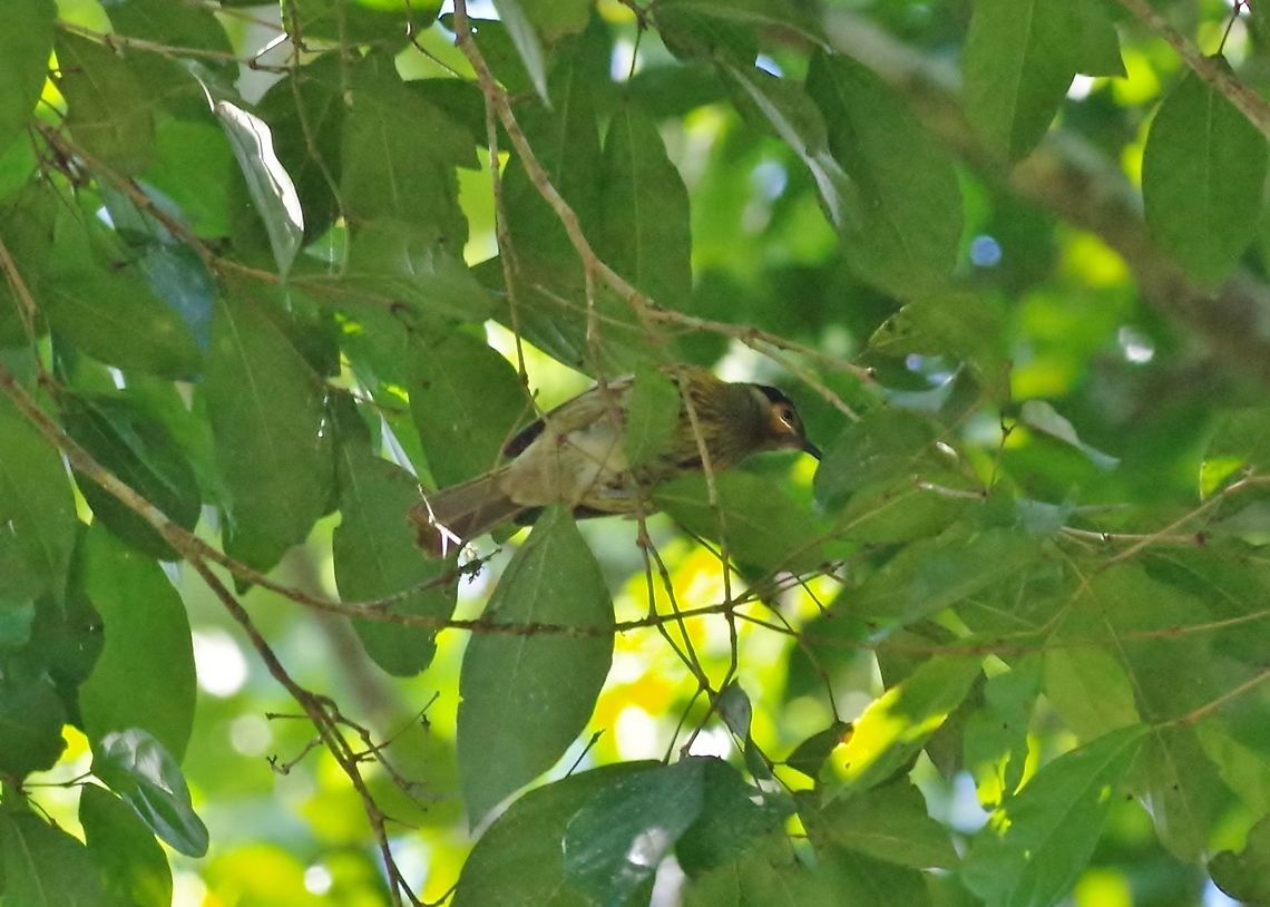 Macleay's honeyeater (Xanthotis macleayanus) Curtain Fig Tree NP, Australia. Aug 10, 2015. Australia,Geotagged,Macleay's honeyeater,Winter,Xanthotis macleayanus