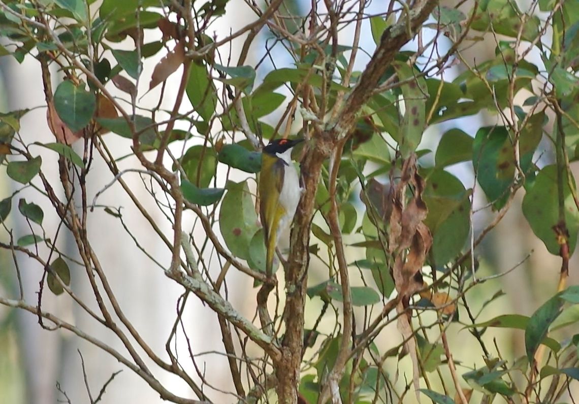 White-naped honeyeater (Melithreptus lunatus) Hasties Swamp NP, Australia. Aug 10, 2015. Australia,Geotagged,Melithreptus lunatus,White-naped honeyeater,Winter