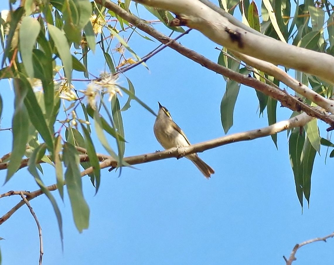 Yellow-faced honeyeater (Caligavis chrysops) Hasties Swamp NP, Australia. Aug 10, 2015. Australia,Caligavis chrysops,Geotagged,Winter,Yellow-faced honeyeater