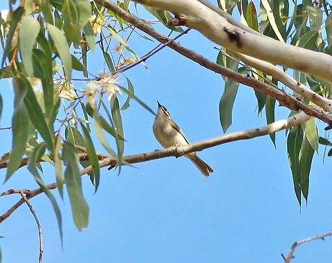 Yellow-faced honeyeater (Caligavis chrysops) Hasties Swamp NP, Australia. Aug 10, 2015. Australia,Caligavis chrysops,Geotagged,Winter,Yellow-faced honeyeater
