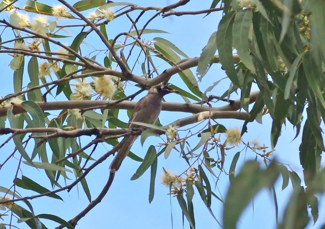 Bridled honeyeater (Bolemoreus frenatus) Hasties Swamp NP, Australia. Aug 10, 2015. Australia,Bolemoreus frenatus,Bridled honeyeater,Geotagged,Winter