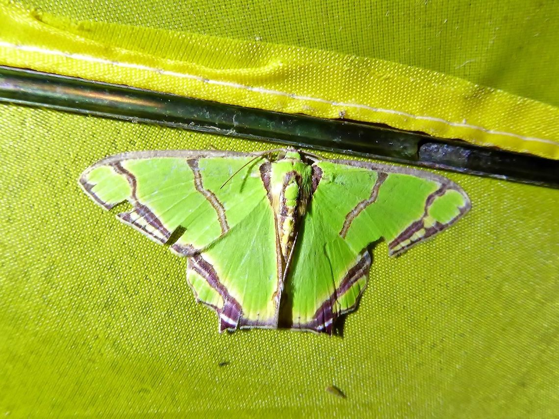Agathia succedanea (Geometridae) Bukit Fraser, Malaysia. 23 Dec 2016. Agathia succedanea,Geotagged,Malaysia,Winter